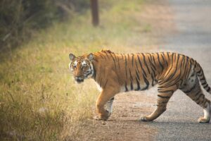 Tiger Spotted Near Rajahmundry School, Residents on High Alert -Latest Viral